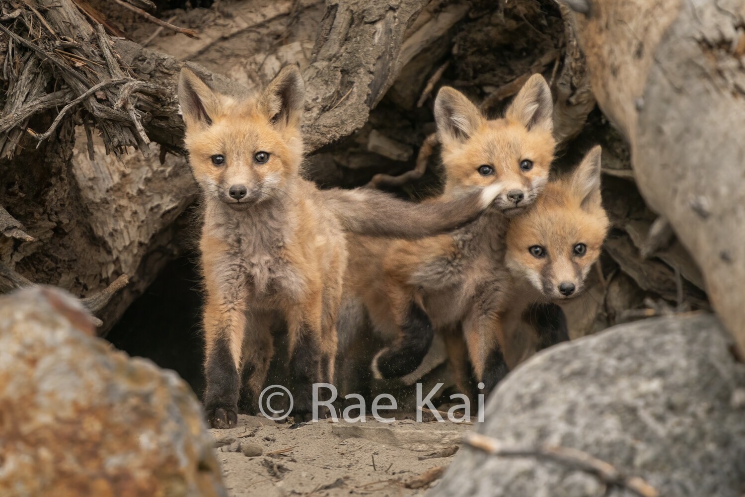 A Fox Tail-Traditional Photo