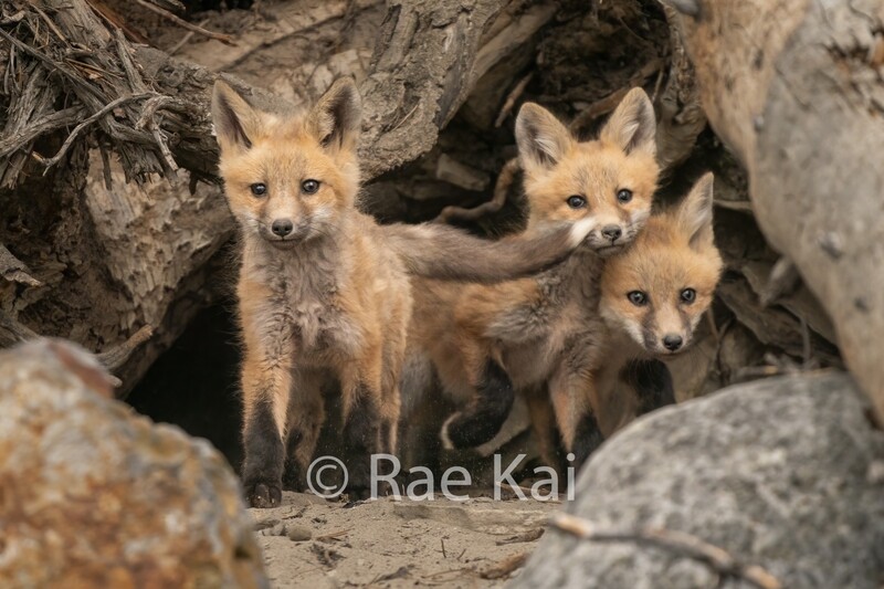 A Fox Tail-Traditional Photo