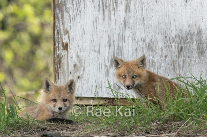 Fox Watch-Traditional Photo