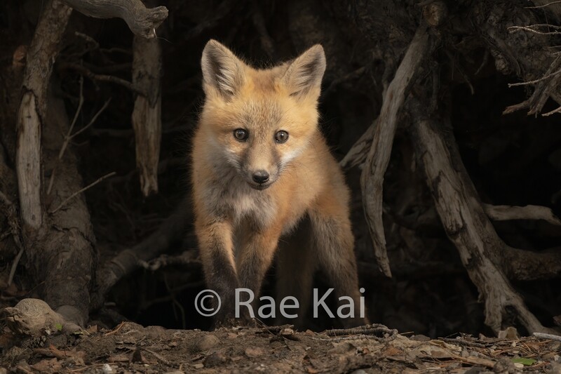 Spotlight Fox-Traditional Photo