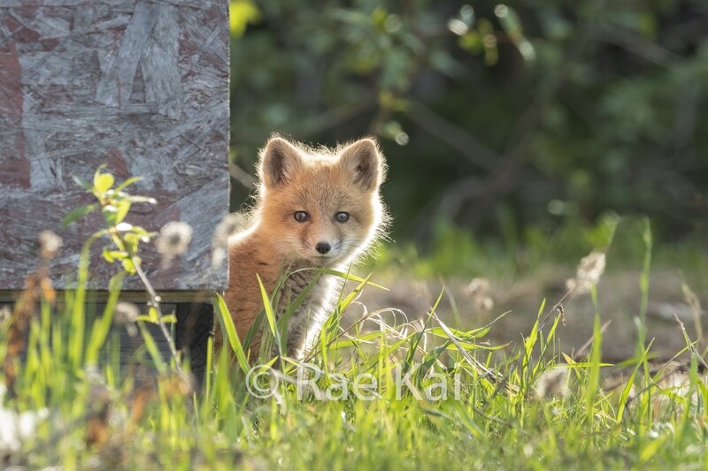 Backlit Fox Kit-Traditional Photo