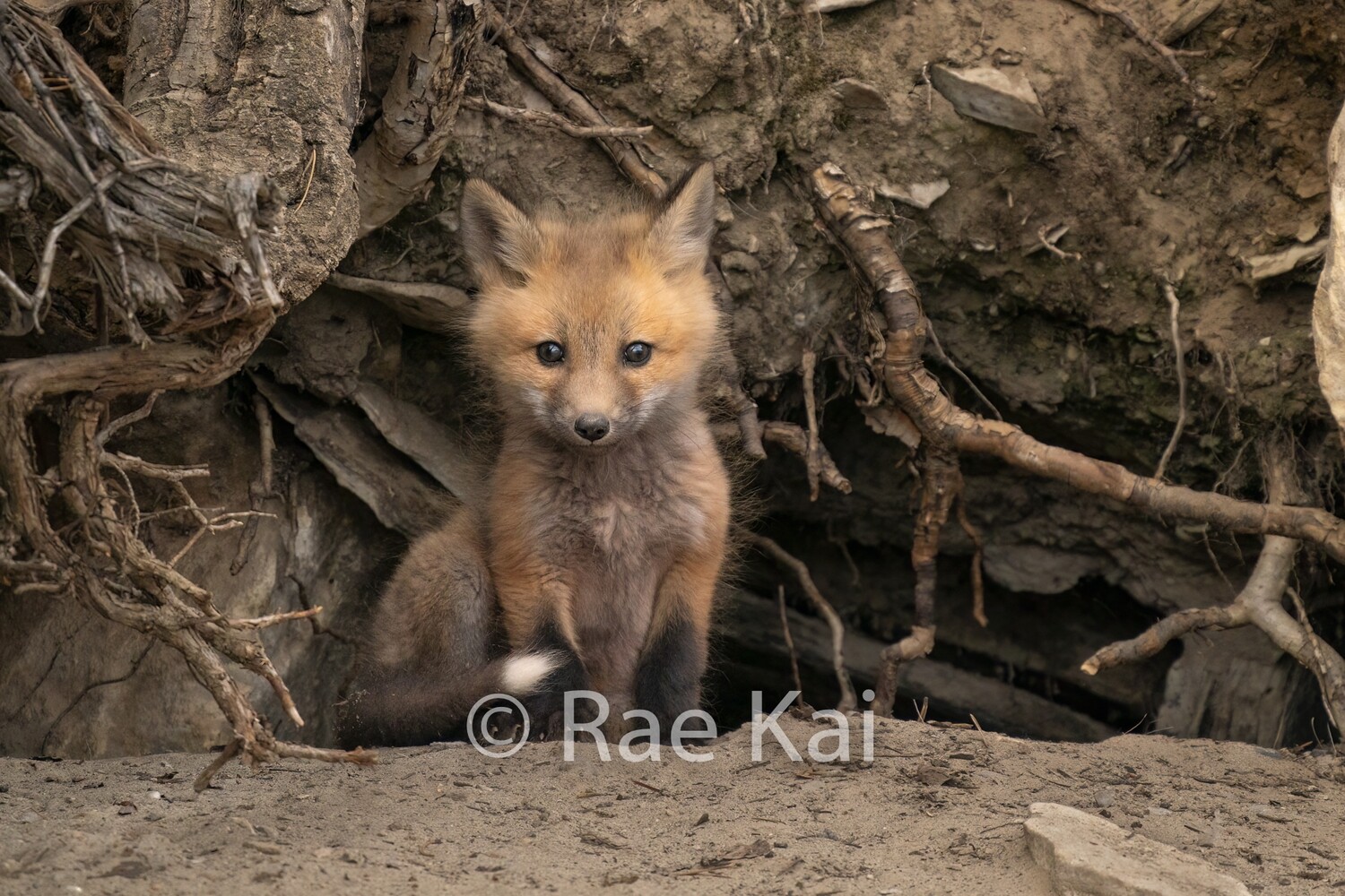 Sweet Kit-Traditional Photo