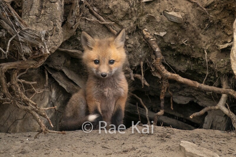 Sweet Kit-Traditional Photo