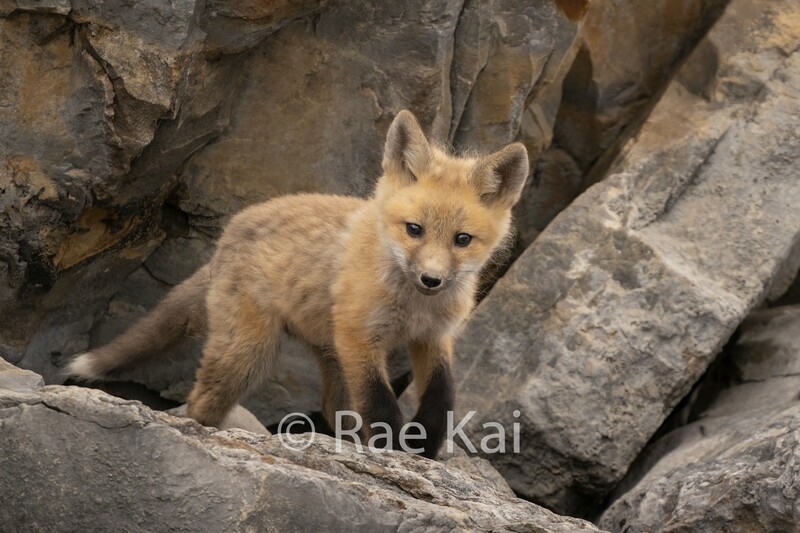 Fox Rock Play-Traditional Photo