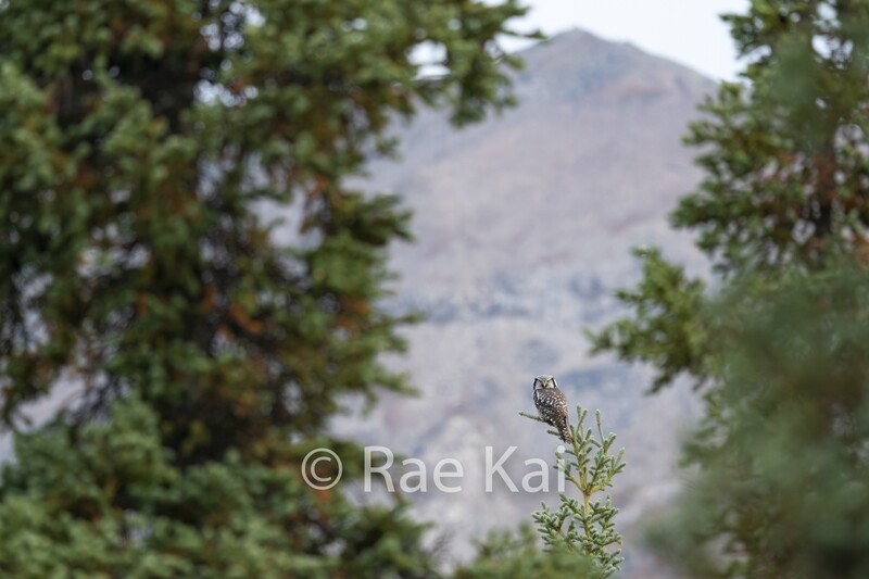 An Owl&#39;s Eye View-Traditional Photo