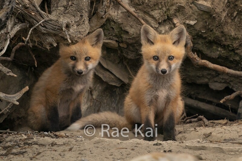 Den Lookouts-Traditional Photo