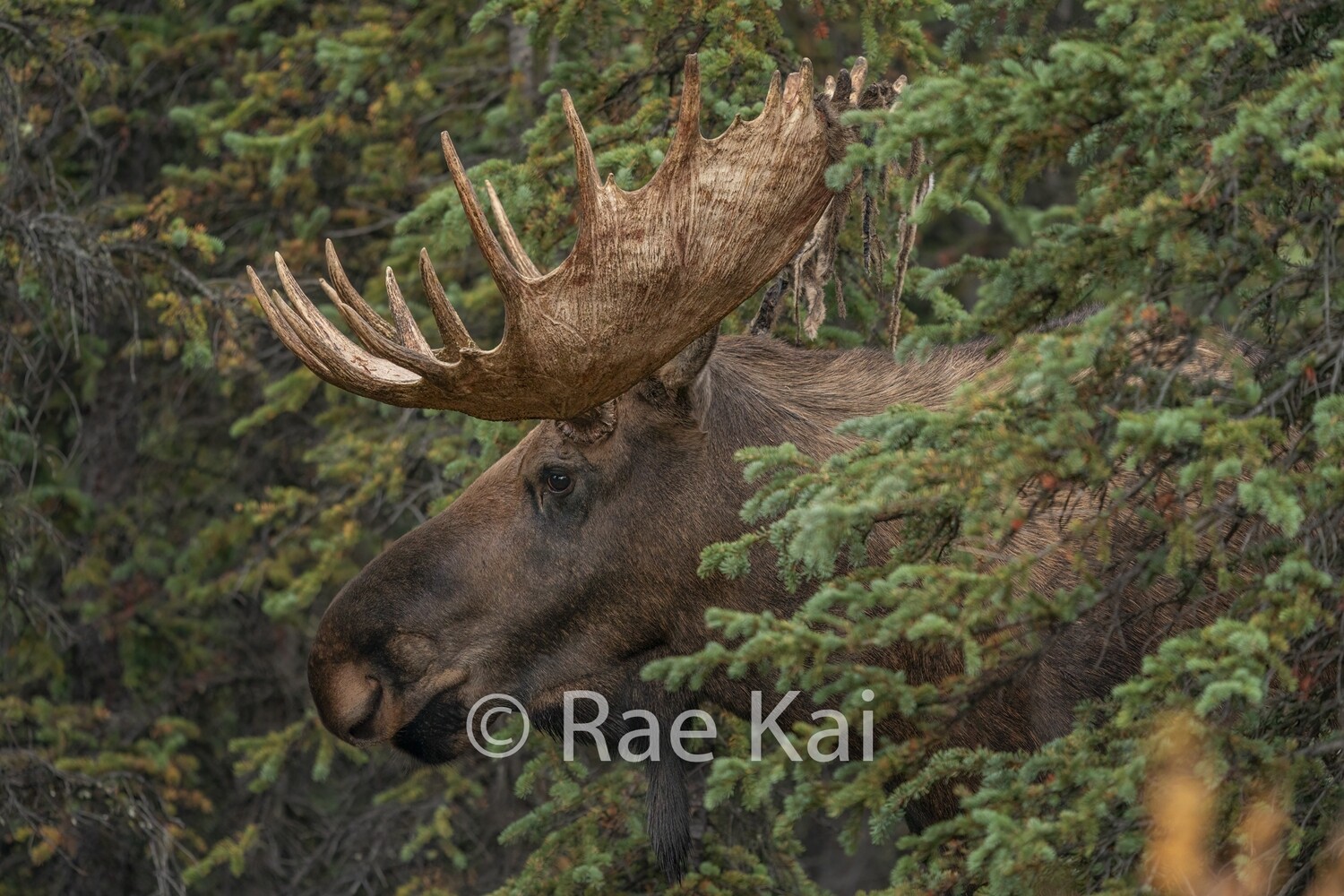 Through the Forest-Traditional Photo