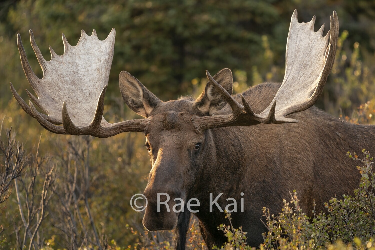 Gentle Moose Look-Traditional Photo