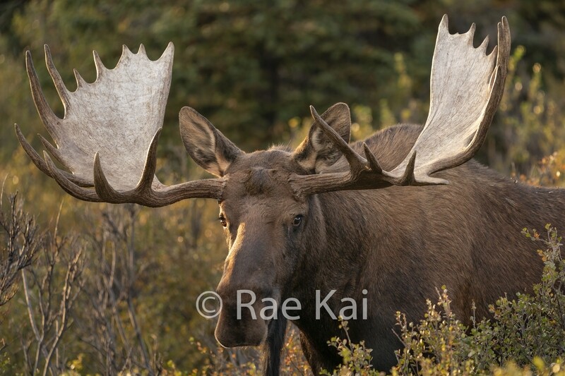 Gentle Moose Look-Traditional Photo