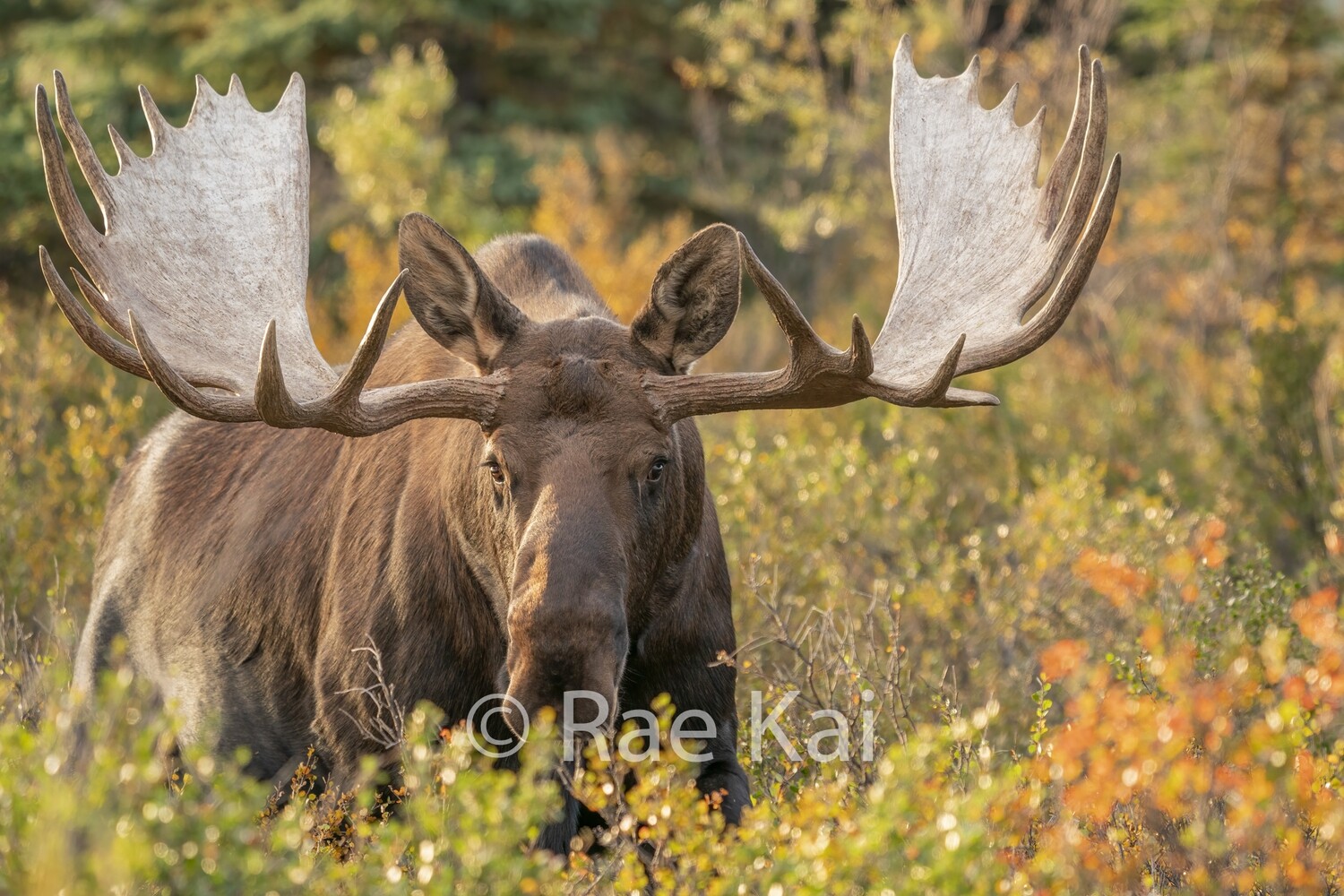 Ignited Bull-Traditional Photo