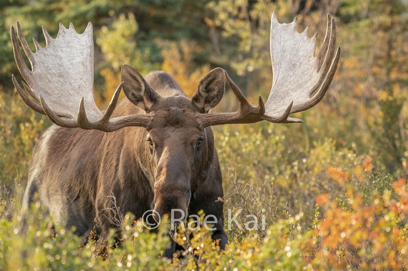 Ignited Bull-Traditional Photo
