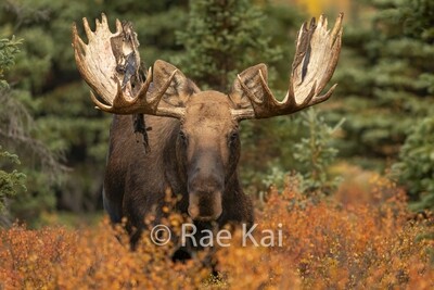 Moose