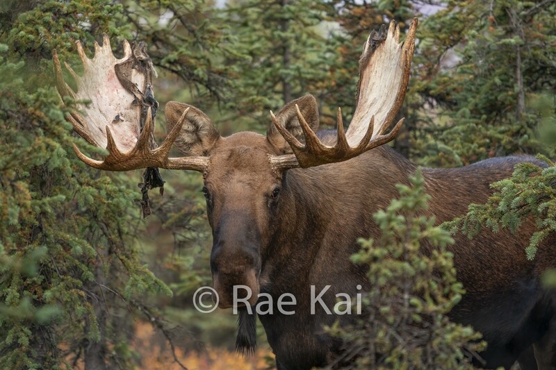 Moose Forest Head Shot-Traditional Photo