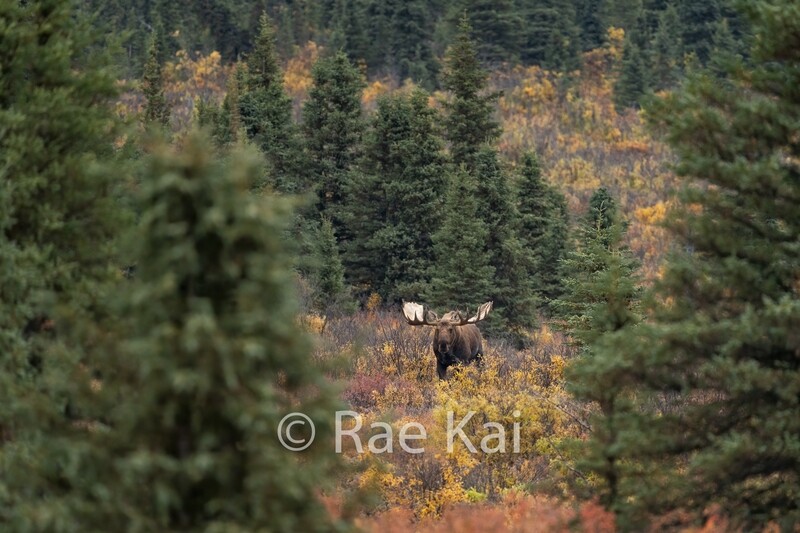 In the Clearing-Traditional Photo