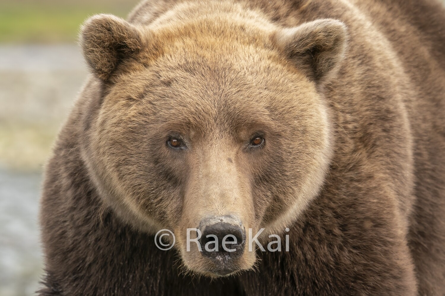 Grizzly Gentle Look-Traditional Photo