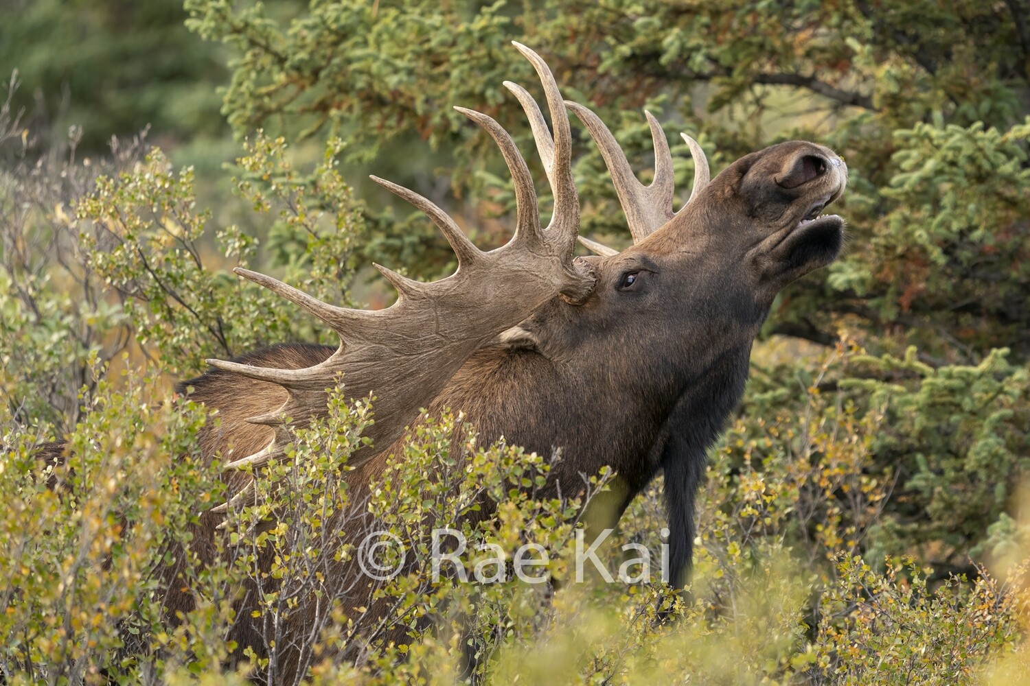 Flehming Posture-Traditional Photo