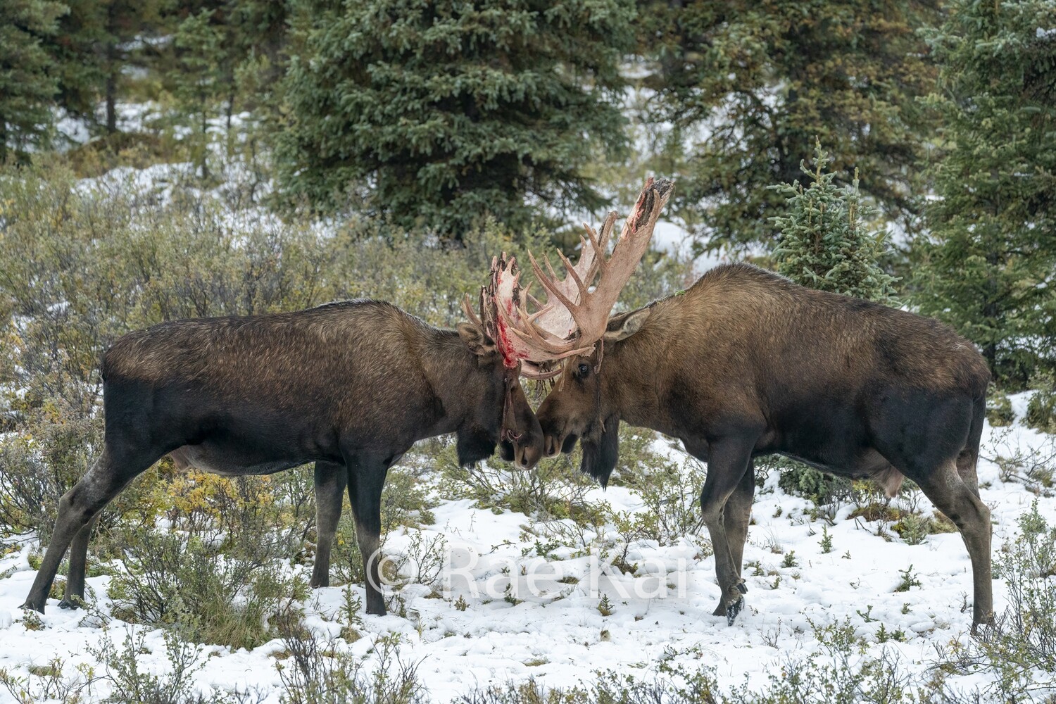 First Fight-Traditional Photo