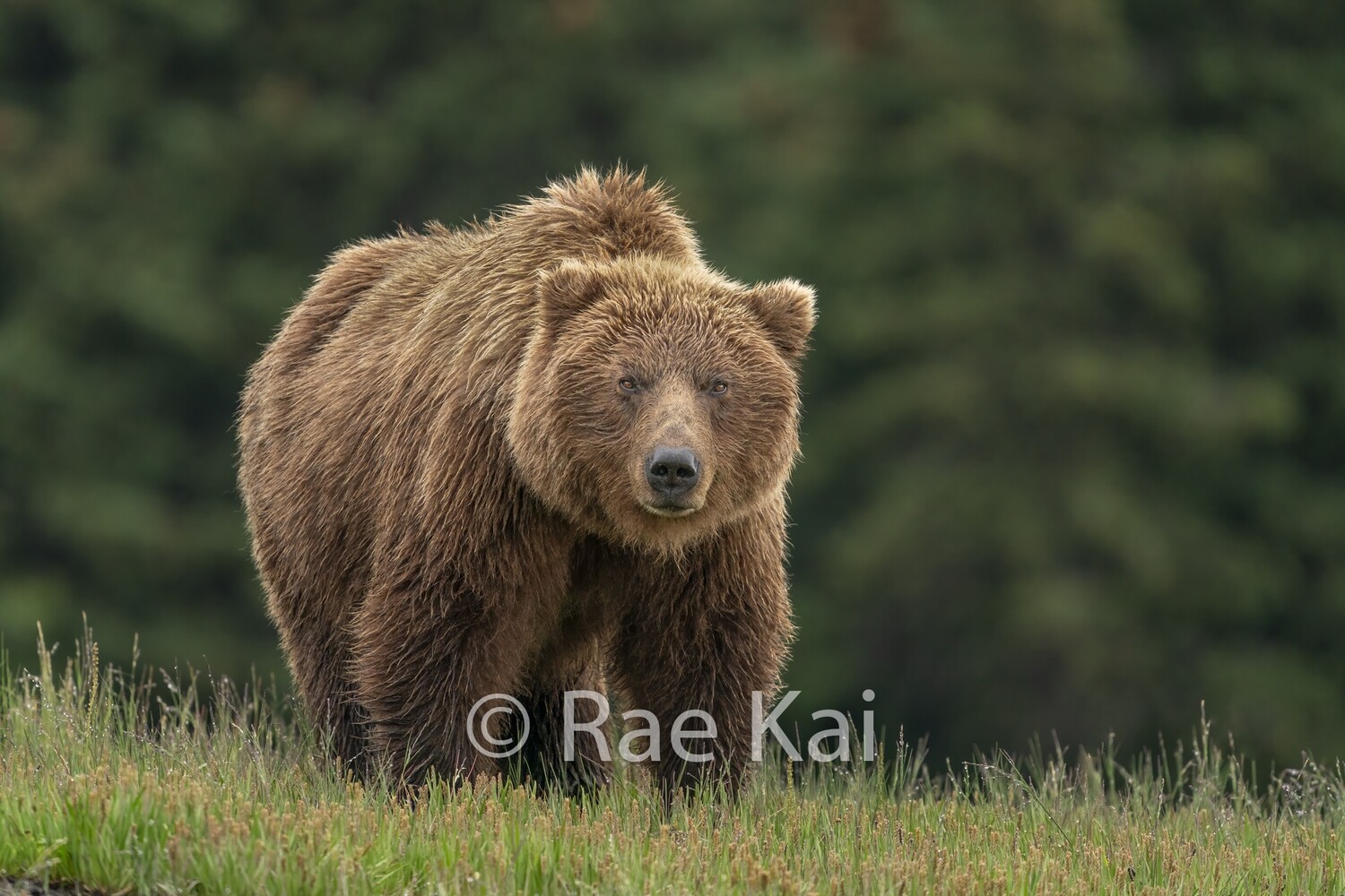Grizzly Dew-Traditional Photo