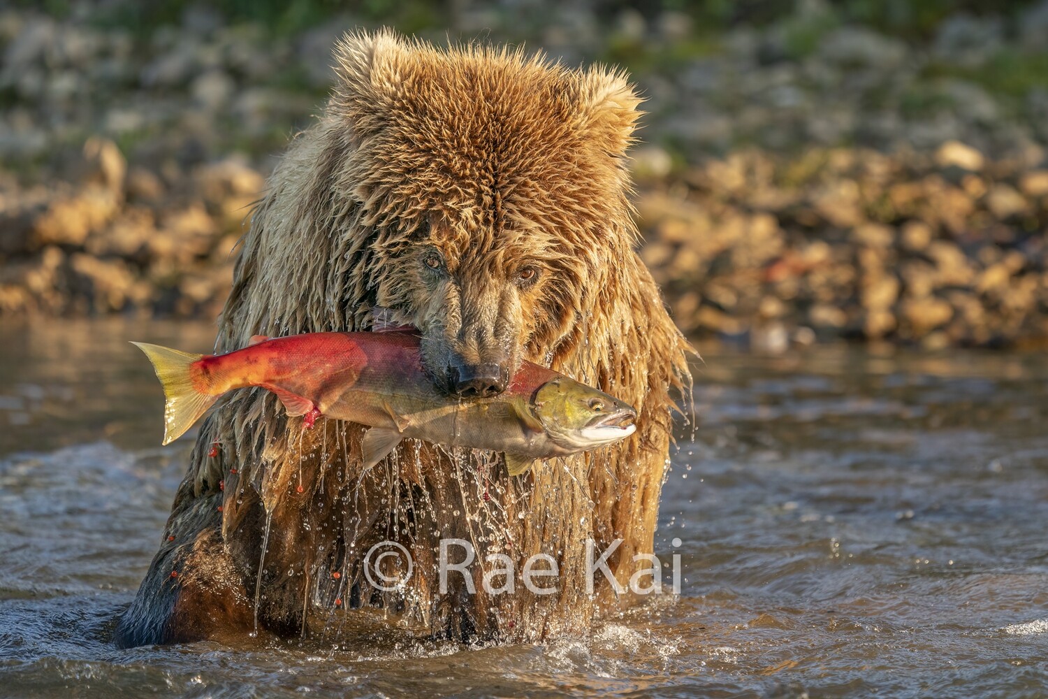 Fresh Catch-Traditional Photo