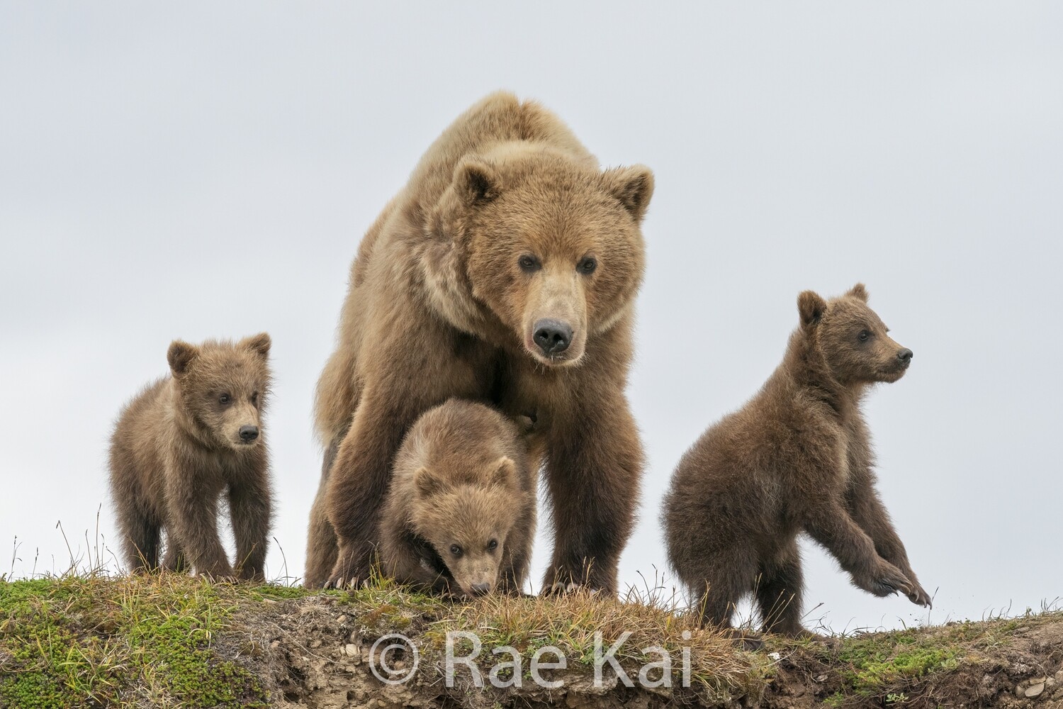 Grizzlies Looking Over-Traditional Photo