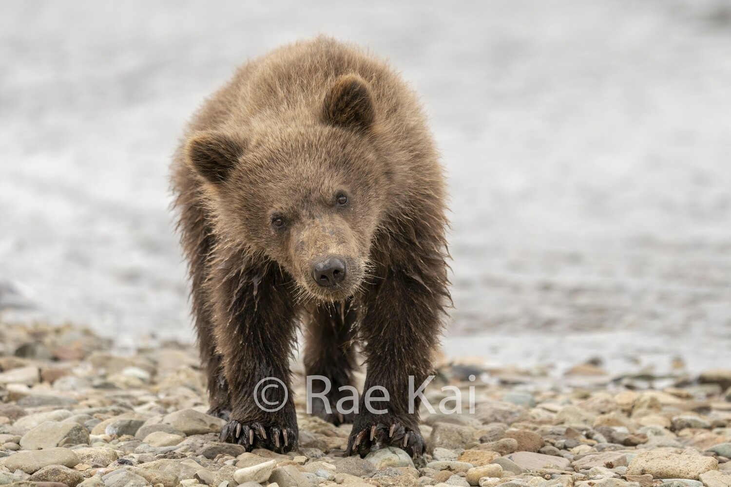 Curious Cub-Traditional Photo