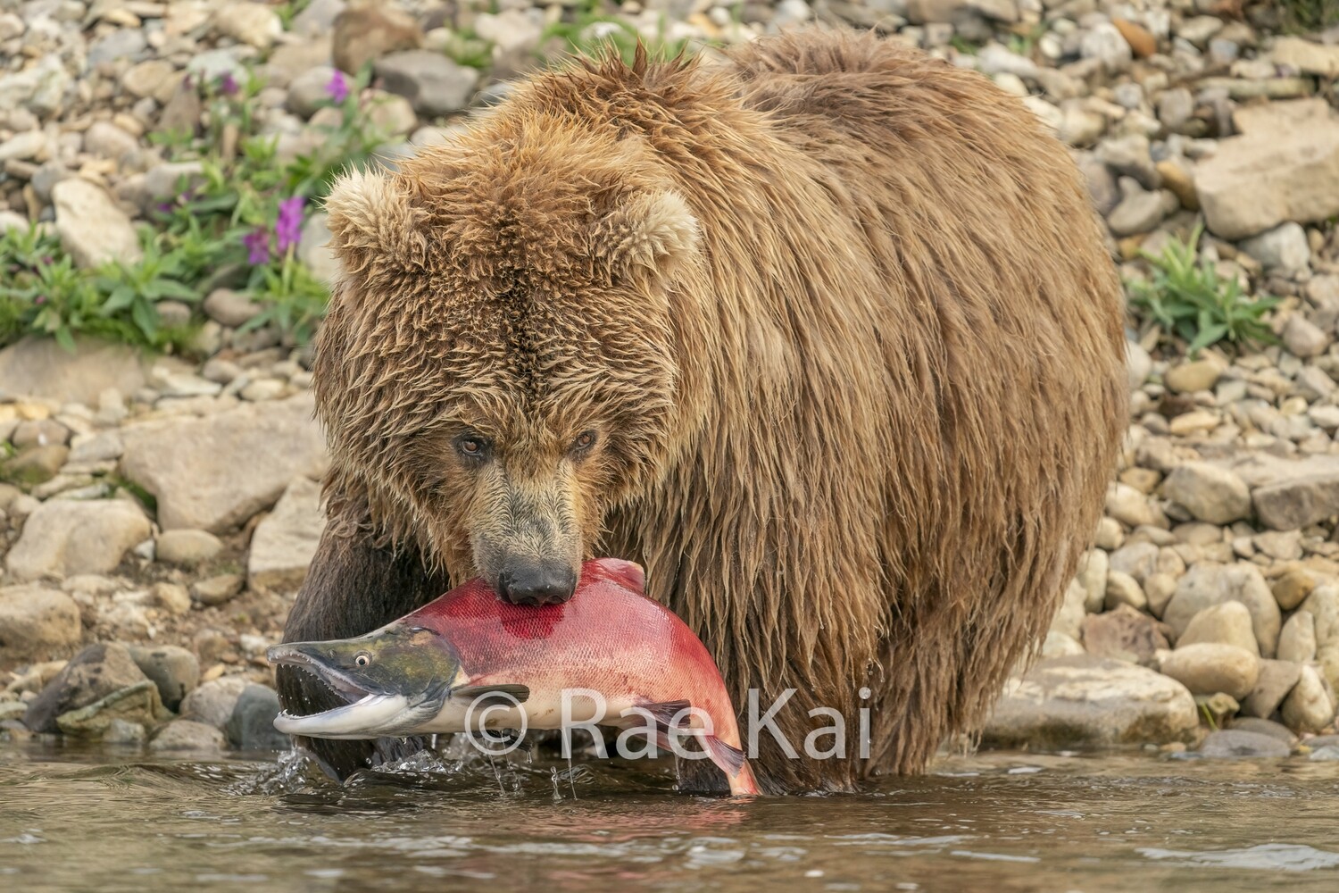 Red Catch-Traditional Photo