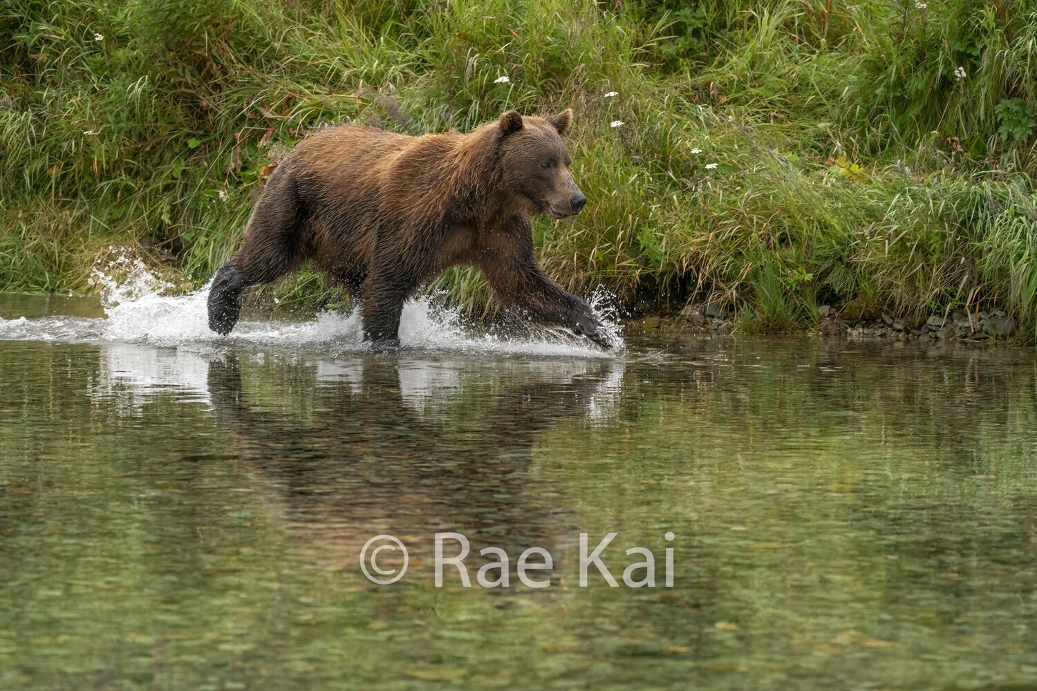 Rocky Chase Reflection-Traditional Photo