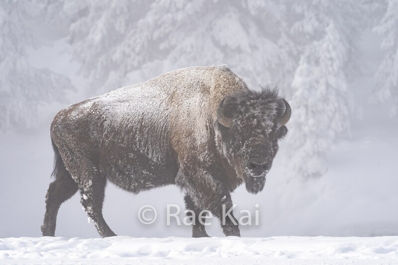 Winters Protector-Traditional Bison