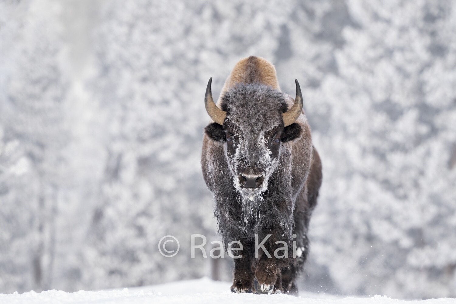 The Approach-Traditional Bison