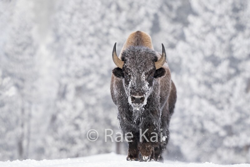 The Approach-Traditional Bison