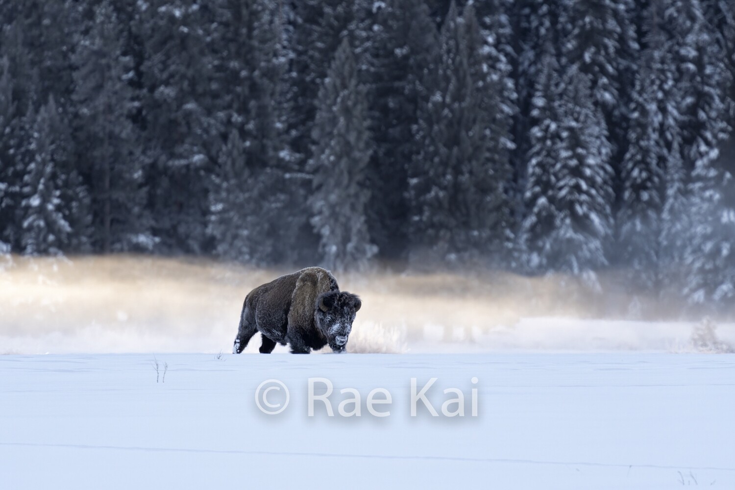 Bison Through the Fog-Traditional Photo