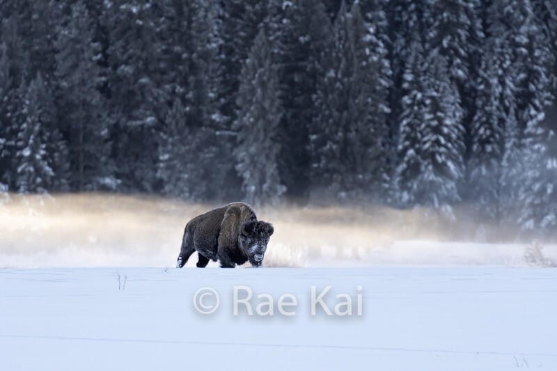 Bison Through the Fog-Traditional Photo