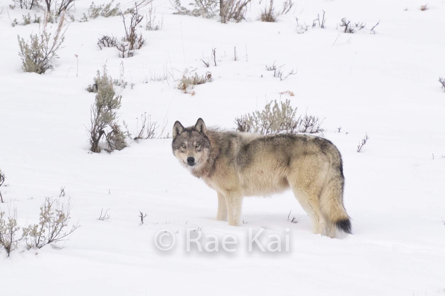 Wolf Look Back-Traditional Photo