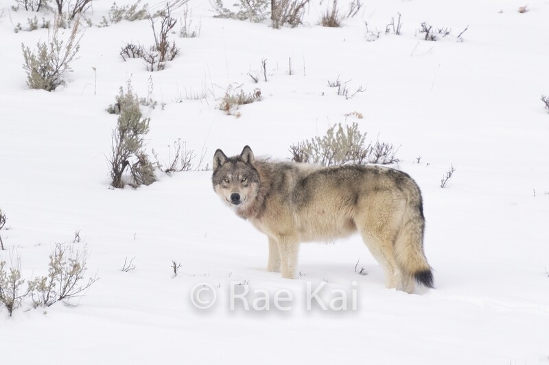 Wolf Look Back-Traditional Photo