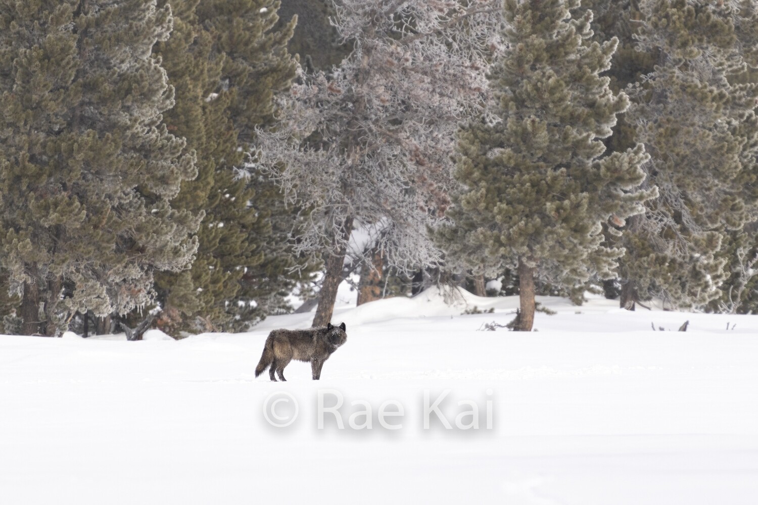 Tree Line Wolf-Traditional Photo