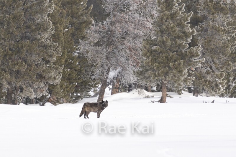 Tree Line Wolf-Traditional Photo