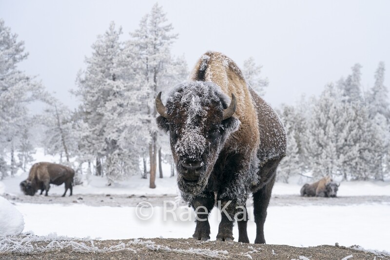 Standing Guard-Traditional Bison