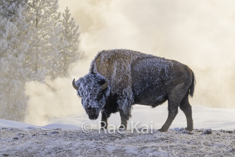 Steam Stance-Traditional Bison