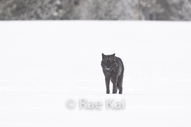 Black Wolf-Traditional Photo