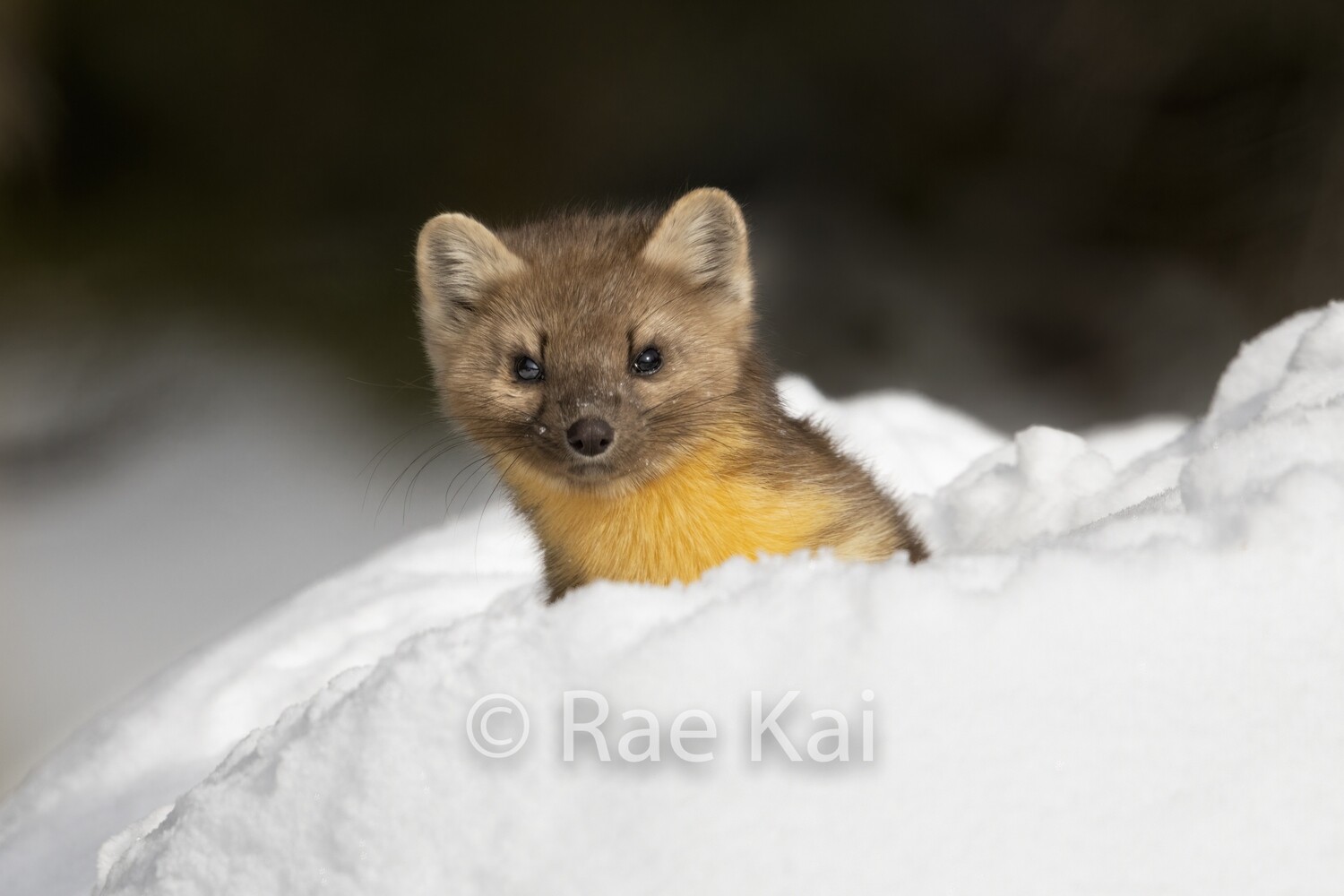 Pine Marten-Traditional Photo