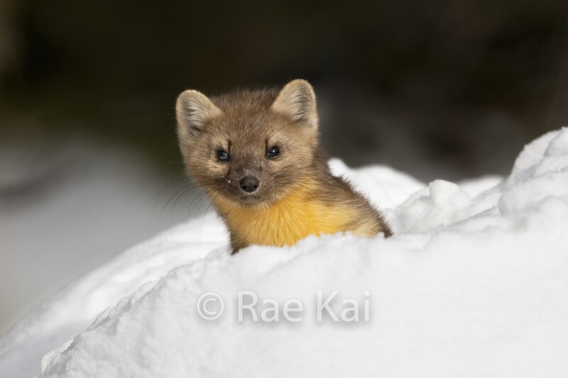 Pine Marten-Traditional Photo