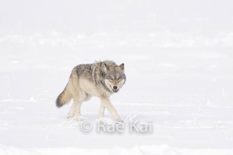 On the Prowl-Traditional Photo