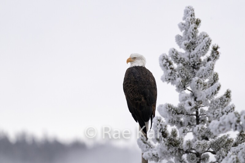 Snowy Perch-Traditional Photo