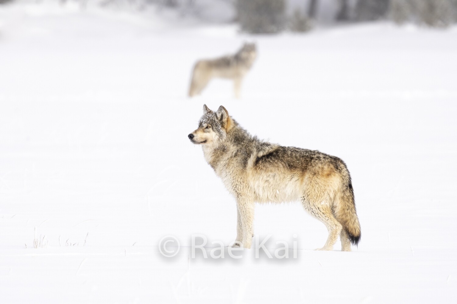 Mirrored Wolves-Traditional Photo