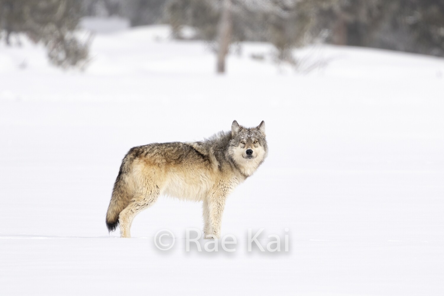 Winter Coat-Traditional Photo