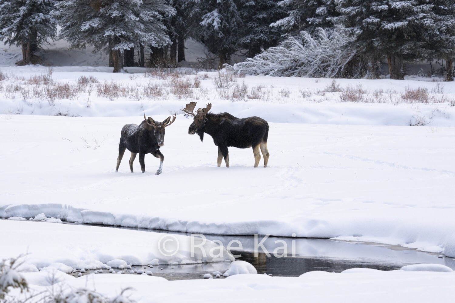 Moose Winter Crossing-Traditional Photo
