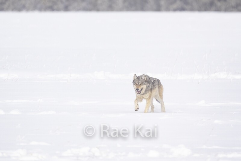 Sneak Attack-Traditional Photo