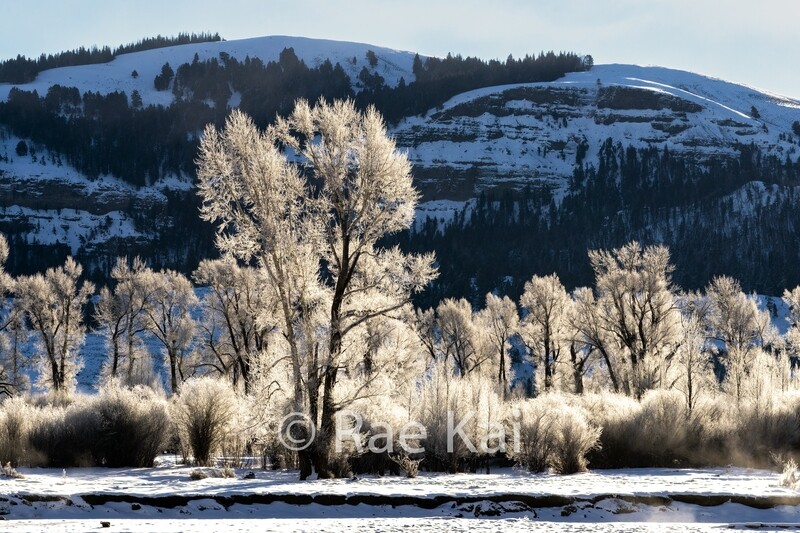 Cottonwood Frost-Traditional Photo