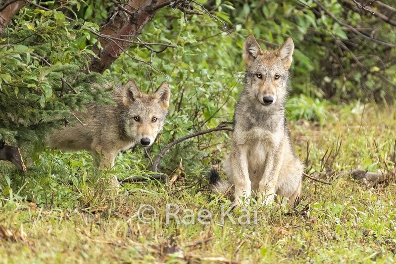 Two Pups Looking-Traditional Photo