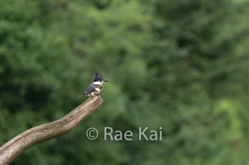 Kingfisher Perch-Traditional Photo